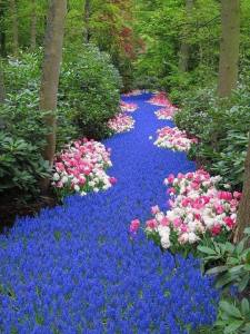 46 Flower walkway