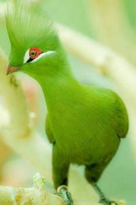 52 Green bird